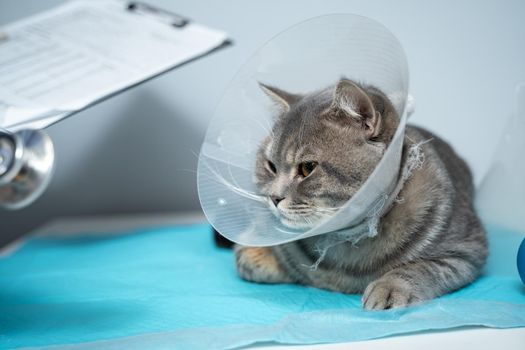 Veterinary and medicine theme for pets. An unrecognizable doctor examines a gray Scottish Straight cat wearing a protective collar after an operation on a table in an animal healthcare clinic.