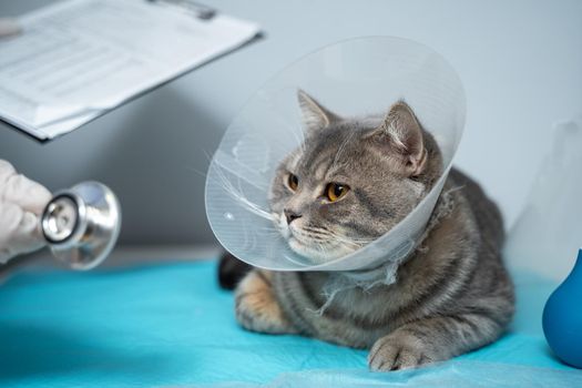 Close up of cat with an Elizabethan veterinary collar on veterinary examination table. Woman doctor in medical uniform with white gloves examines cat. Pet care concept, veterinary, healthy animals.