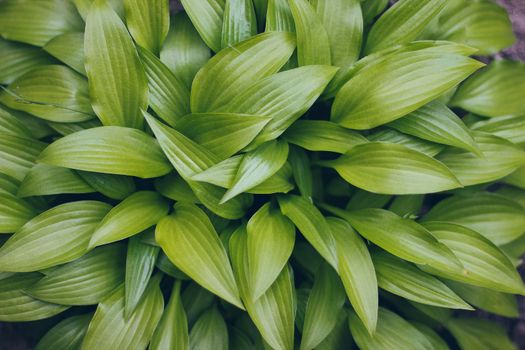 Hosta plant leaves closeup view above, botanical background use