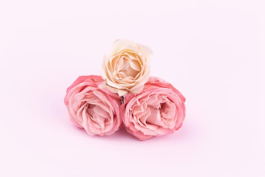 Three delicate roses on a beautiful pink background with space for text