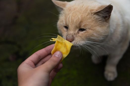 Homeless cat with orange-white fur eats. Close-up. Animal Care Concept.