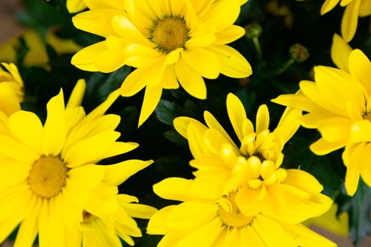 top view on a bouquet of yellow flowers with an orange center.