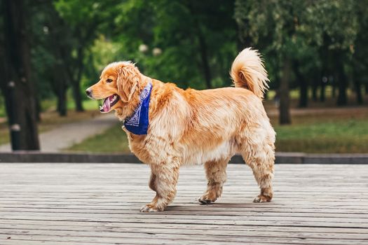 Portrait of a golden retriever dog smile