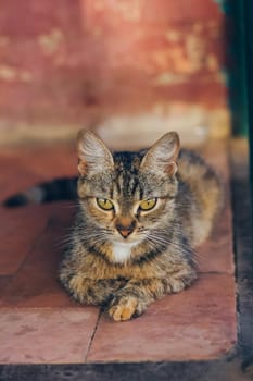 Little gray kitten portrait up isolated on rustic background.