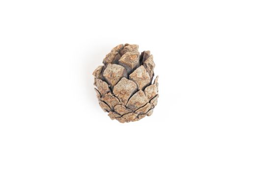 Pine Cone Isolated On White. Close up of decoration for christmas with copy space for text.