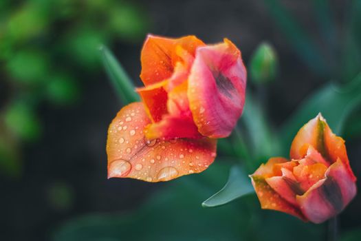 Close-up of beautiful orange red tulips with water drops with blurred green background, spring wallpaper, tulips field, springtime blossom after rain.