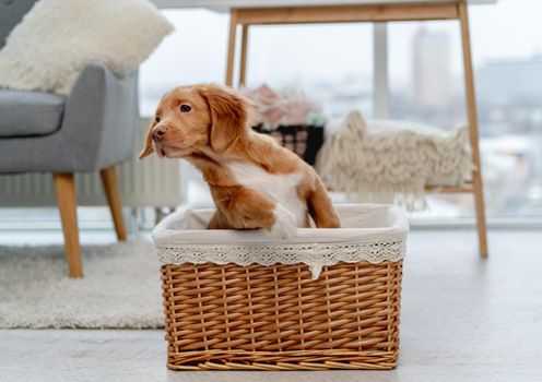 Toller puppy having fun while sitting inside basket at home