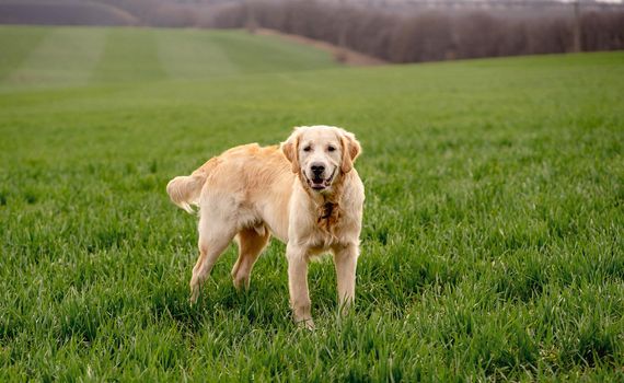 Cute dog standing alone on juicy green field