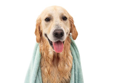 Cute wet golden retriever dog wearing in towel after washing isolated on white background