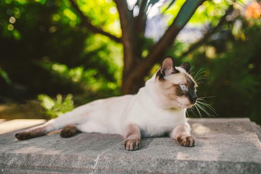 Siamese cat male Mekong Bobtail breed outdoors in a park. The cat walks with a blue leash in the backyard. Safe pet walk theme. domestic cat on a leash outdoor.