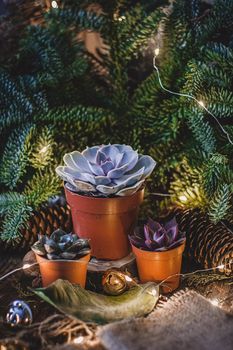 Succulent plants on fluffy succulent branches of a blue fir background