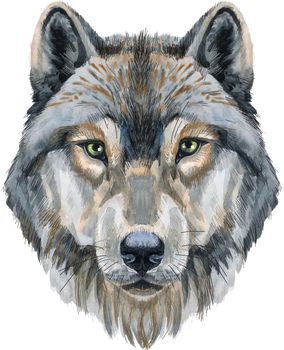 Wolf portrait. Watercolor gray wolf painting illustration. Beautiful wildlife world