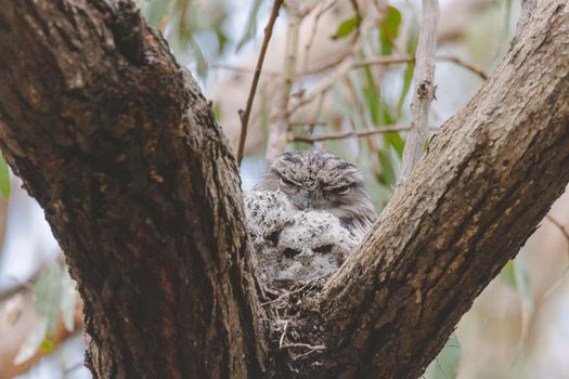 Tawny Frogmouth sitting on a nest. High quality photo