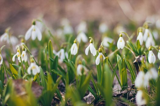 First spring snowdrops flowers fresh and delicate in the forest or meadow field outdoors
