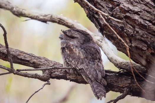 Tawny Frogmouth perched sleeping by day on a Paper Bark Tree. High quality photo