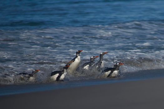 Gentoo Penguins (Pygoscelis papua) coming ashore after feeding at sea on Sea Lion Island in the Falkland Islands.