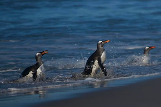 Gentoo Penguins (Pygoscelis papua) coming ashore after feeding at sea on Sea Lion Island in the Falkland Islands.