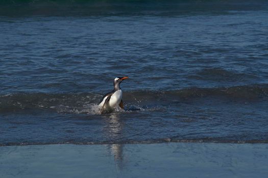 Gentoo Penguins (Pygoscelis papua) coming ashore after feeding at sea on Sea Lion Island in the Falkland Islands.