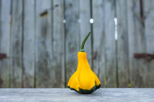 Yellow-green zucchini. Close up, with a gray rustic background. Autumn motif.