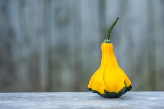 Yellow-green zucchini. Close up, with a gray rustic background. Autumn motif.