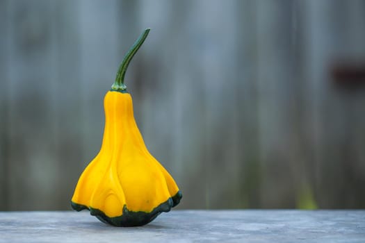 Yellow-green zucchini. Close up, with a gray rustic background. Autumn motif.