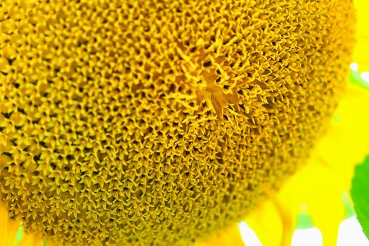 The head of a sunflower with many flowers that will turn into seeds. One bigger blossom in the foreground.