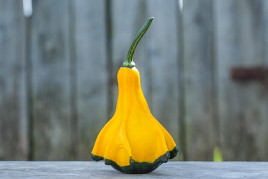 Yellow-green zucchini. Close up, with a gray rustic background. Autumn motif.