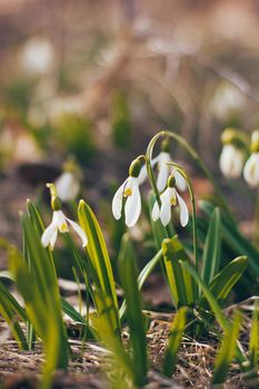 First spring snowdrops flowers fresh and delicate in the forest or meadow field outdoors