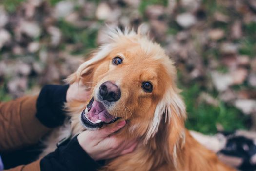 Portrait of a golden retriever dog smile