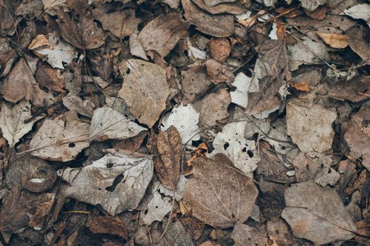 Fallen autumn leaves on the ground.