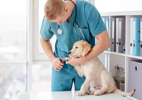 Young veterinarian cutting golden retriever dog claws