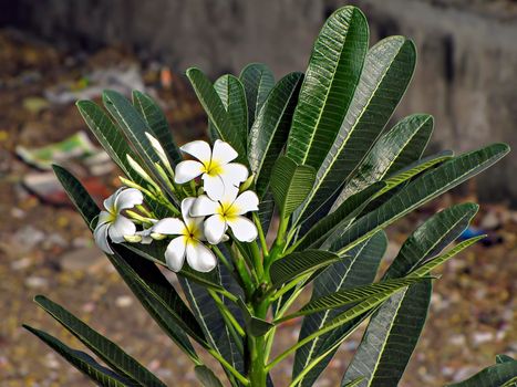 Bunch of fresh white Plumeria flowers on a tree with green leaves background.