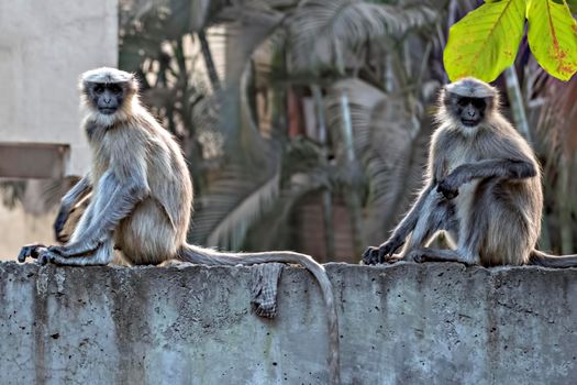 Two adult monkeys sitting on a wall and staring towards camera.