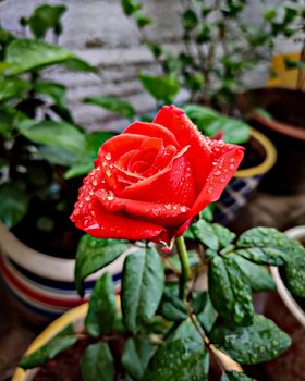 Close up image of fresh orange rose flower with water droplets.