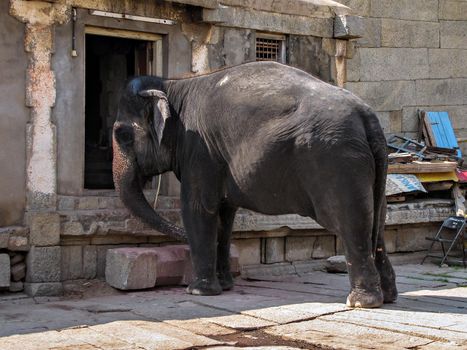 Virupaksha temple elephant inside the temple complex at Hampi, Karnataka, India.