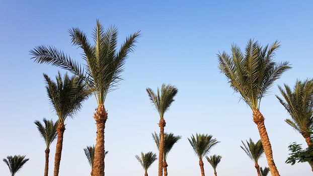 Silhouettes of palm trees against the sky during sunset. Coconut trees, tropical tree of Egypt, summer tree. a family of monocotyledonous, woody plants with unbranched trunks