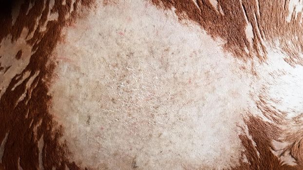 Old leather drum, membrane musical instrument. Calfskin pattern. Hair and skin on the skin on the front drum, a natural pattern and texture of a musical instrument. Top view of drum skin