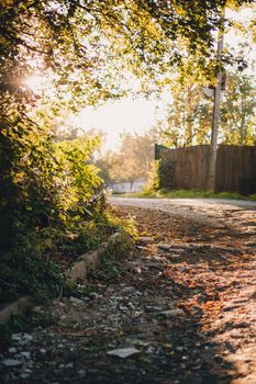 Empty road in the sunny golden rays in yellow colorful autumn park