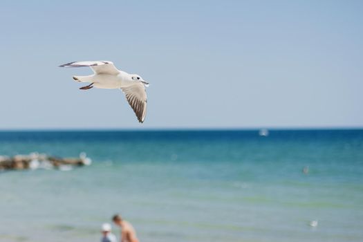 A group of wIld seagulls flying over the ocean or sea.