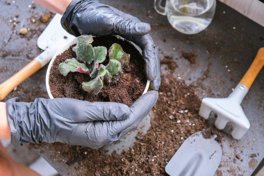 Woman gardener hands transplantion violet in a pot. Concept of home gardening and planting flowers in pot. Potted Saintpaulia violet flowers. Housewife taking care of home plants and flowers