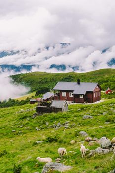 Norwegian landscape with typical scandinavian grass roof houses and the sheep grazing in the valley. Idyllic landscape of sheep farm in Norway. view rural landscape with farmhouses plateau and sheep on mountain pasture