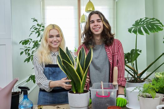 Indoor plants, green eco urban trends. Teenagers guy and girl planting Sansevieria houseplant in pot, soil on table, garden tools, pots. Green hobby of young people