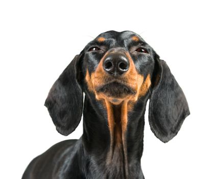 Funny portrait of dachshund dog isolated on a white background.