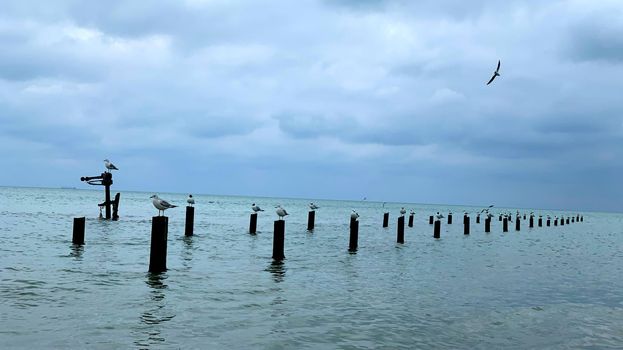 Sea gull sits on a rusty barrel in the Black Sea with dark clouds. Beach image