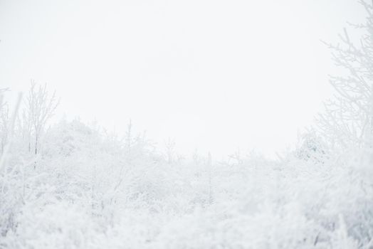 Winter landscape, trees covered with hoarfrost.