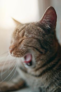 Domestic cat is sitting near windowsill and yawns. Sunlight in window. Stripes pussycat. Close up animal portrait.