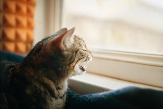 Domestic cat is sitting in pets couch near windowsill and yawns. Sunlight in window. Close up animal portrait.