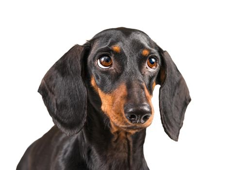 Portrait of dachshund dog with guilty expression isolated on a white background.
