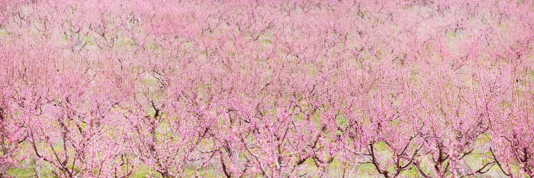 Nature background: blooming pink cherry-trees garden in spring.