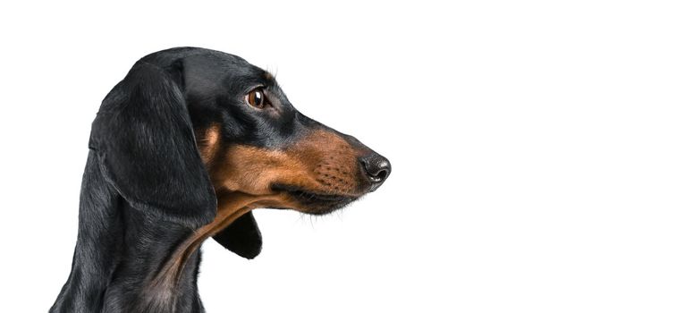 Dog dachshund looking to the side isolated on a white background. Copy-space in right part of image.